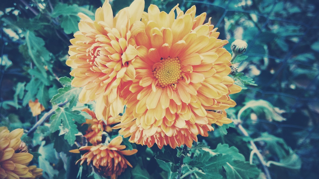 重阳节，传统与现代交融的庆祝盛宴