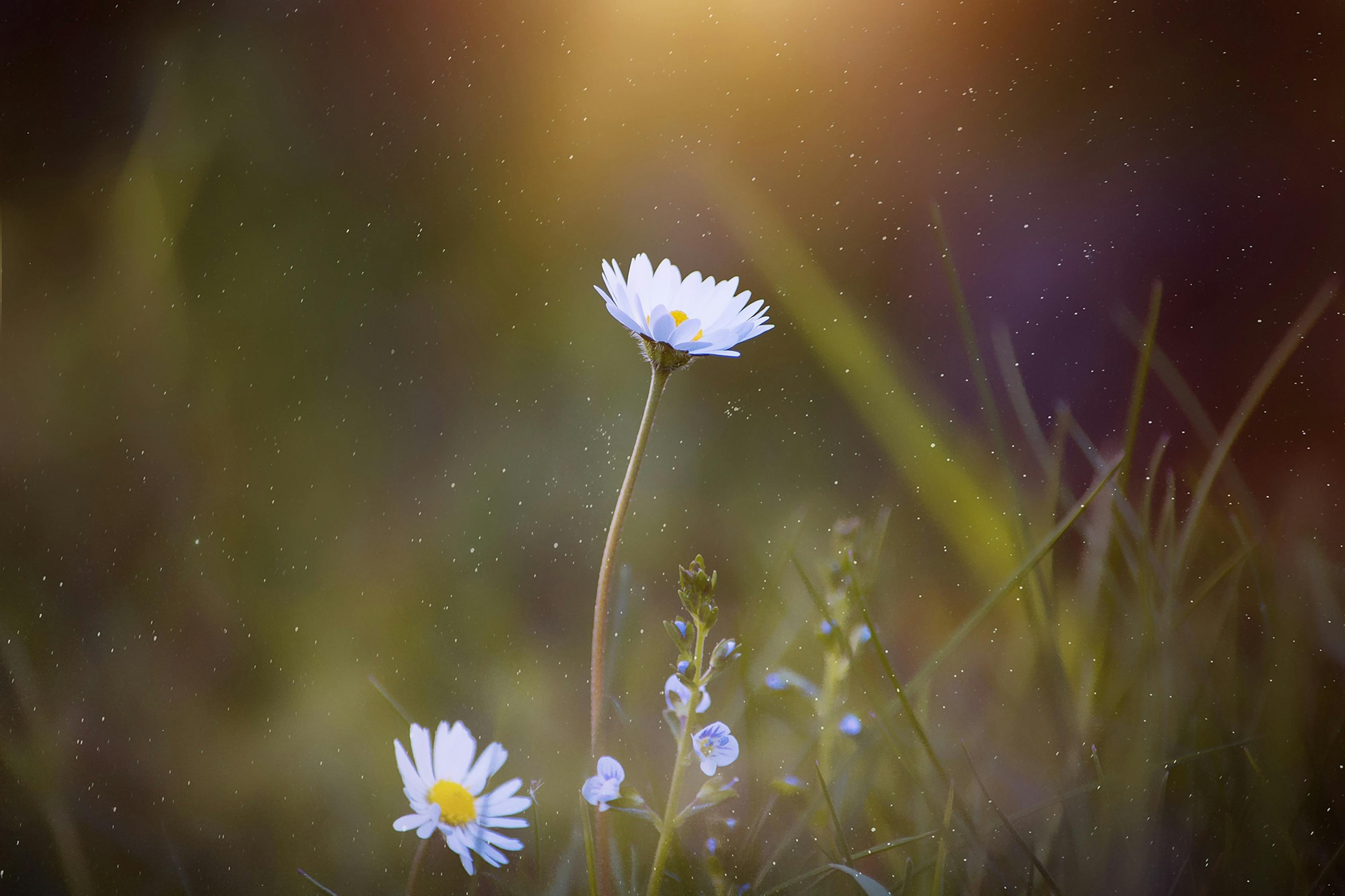 夏至，探寻季节极致之美的奥秘
