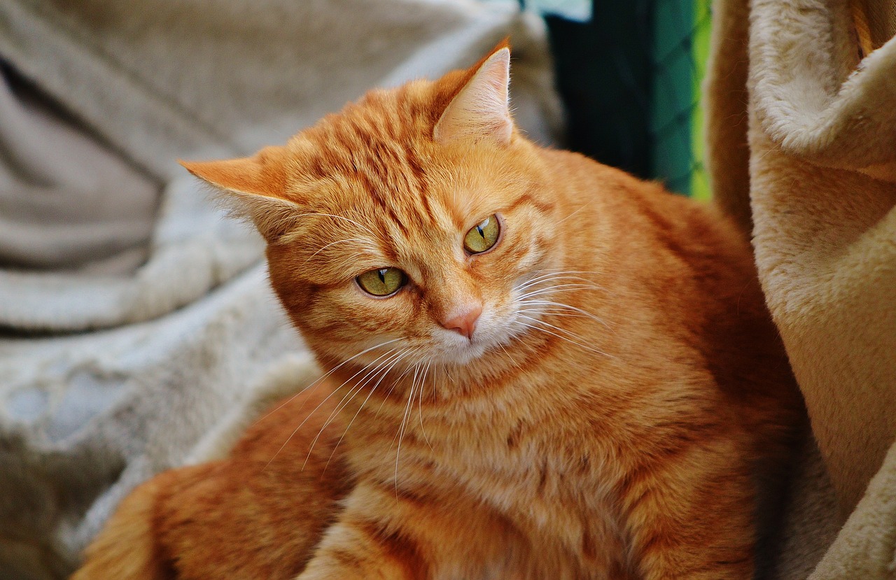 猫咪后院最新,猫咪后院最新动态，探索猫奴们的乐园