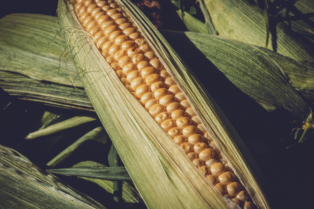 玉米芯最新价格行情,玉米芯最新价格行情