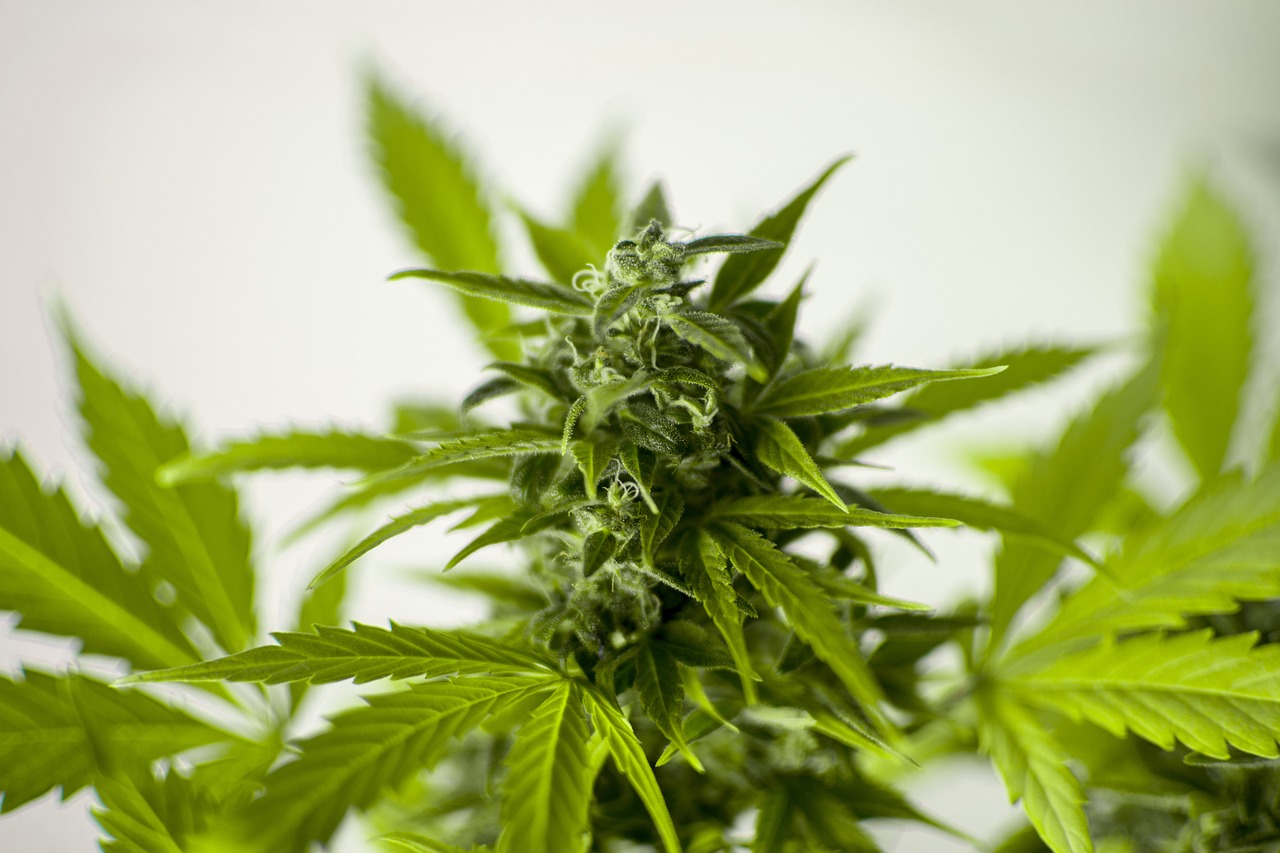 华山松最新求购信息及娱乐健康问题提醒
