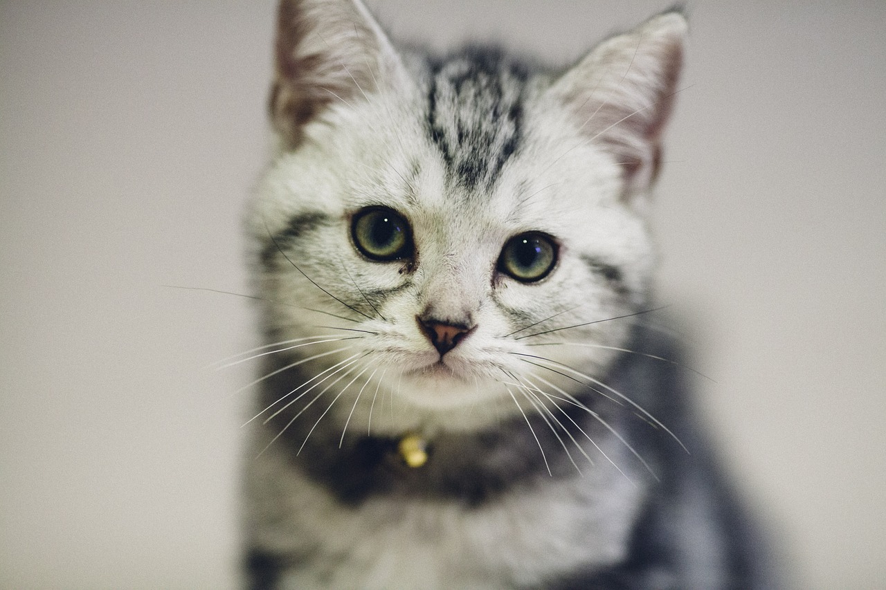 猫小猫最新小说，奇幻世界的奇遇与冒险