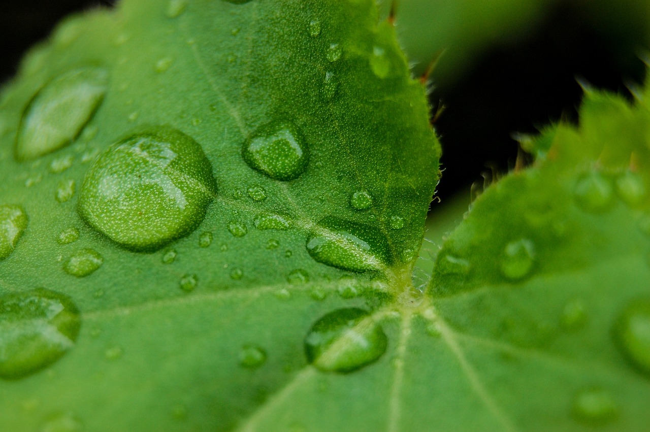 最新茄子点花药配方及其应用详解