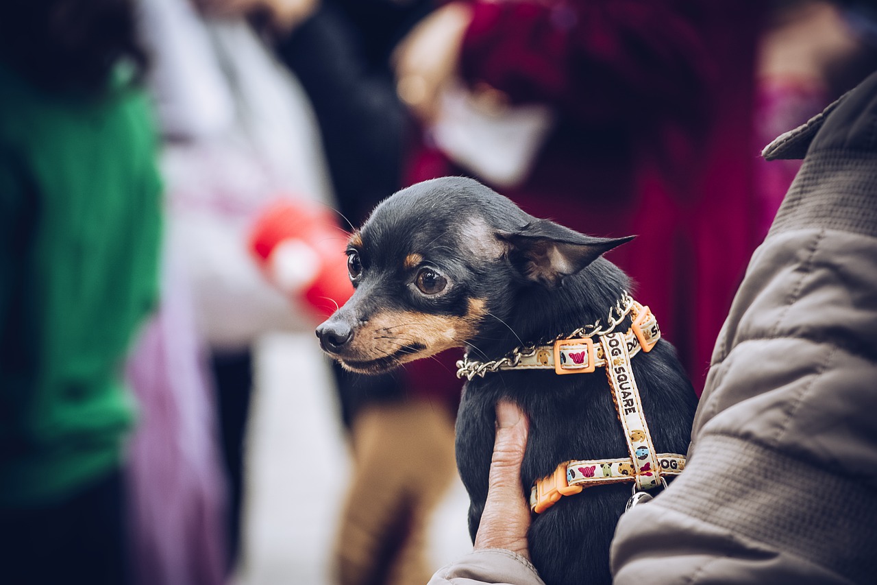 最新关于狗的电影，探索犬类角色的魅力与情感深度之旅