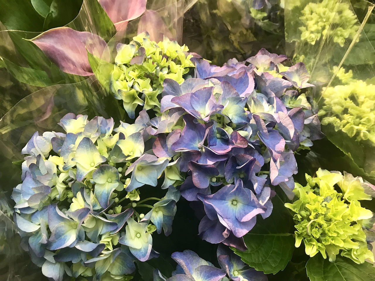 花与动漫，绽放的艺术魅力