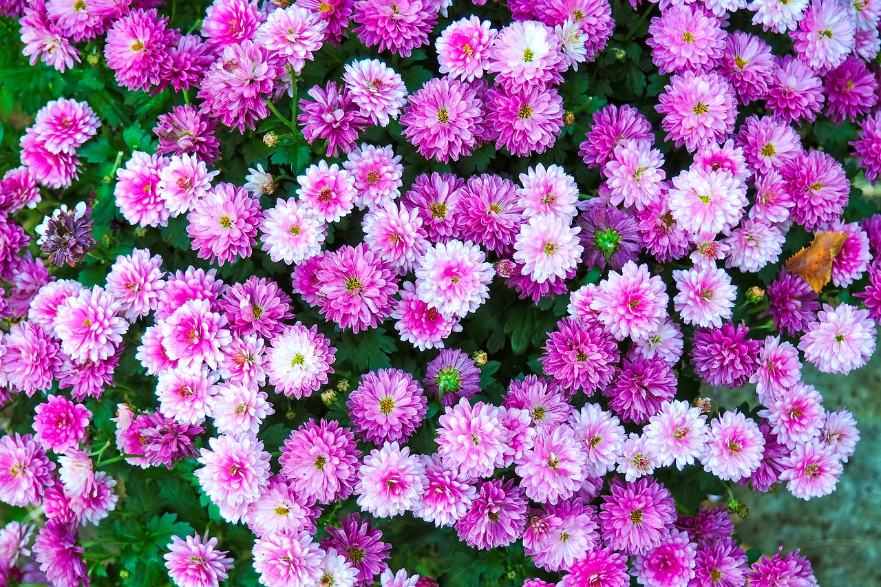 鲜菊花市场行情分析