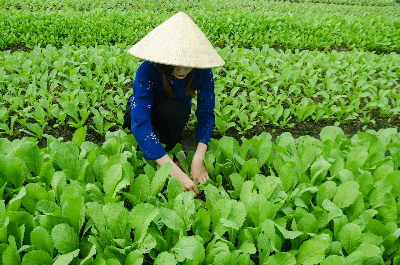 濮阳清丰最新发展动态概览